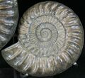 Paracoroniceras Ammonite Pair On Metal Stand #22844-2